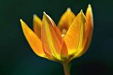 Backlit Orange Tulip_48544